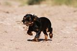 KING CHARLES SPANIEL 177
